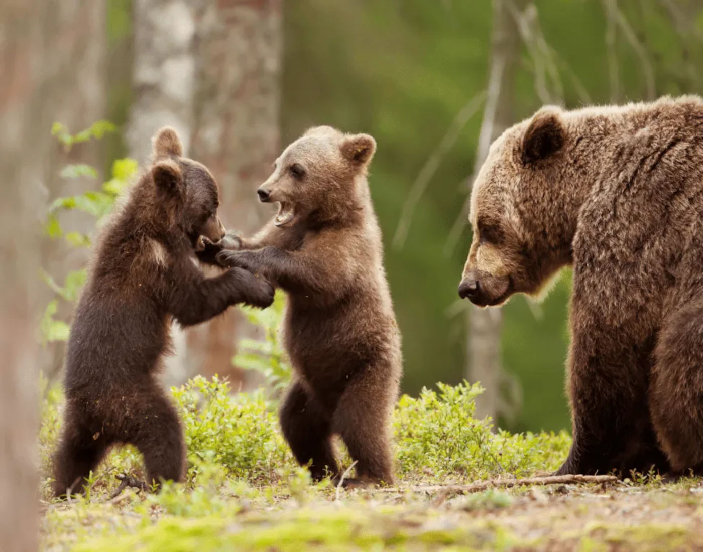 Bear, dinosaurs and castles 0000 6